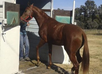AGAN001PO-BIENESTAR-ANIMAL-TRANSPORTE-ANIMALES-VIVOS-ONLINE